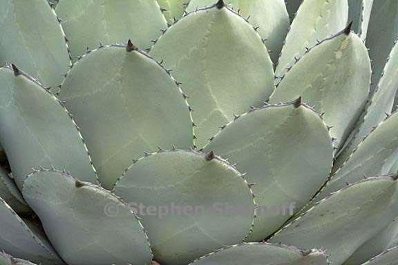 agave parryi 1 graphic